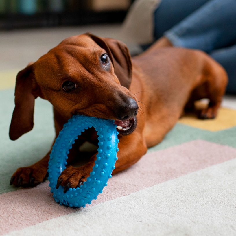 Dog toy